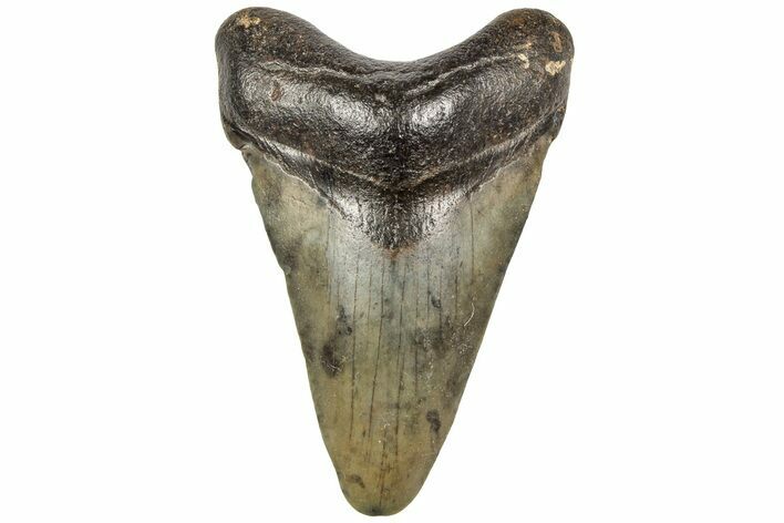 Juvenile Megalodon Tooth - South Carolina #195974